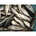 New Fish Horse Mackerel (14-18cm)